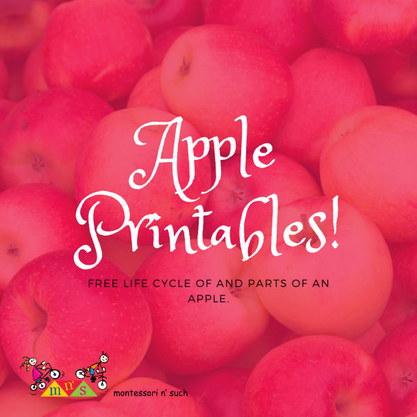 free-life-cycle-and-parts-of-an-apple-printables-montessori-n-such